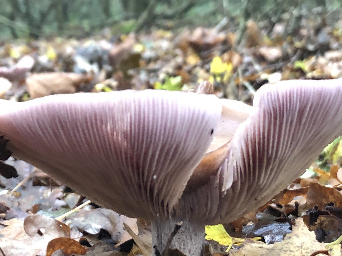 A wood blewit (again according to an app) with a hint of blush on its gills.