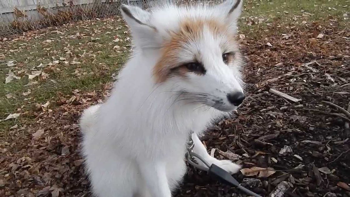 Marble fox. Really cute. Never feels like it’s in context with nature though. Like bugs shouldn’t be near it.