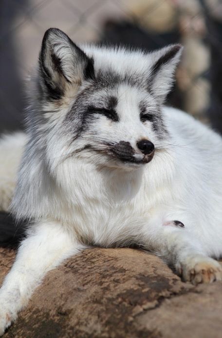 Marble fox. Really cute. Never feels like it’s in context with nature though. Like bugs shouldn’t be near it.