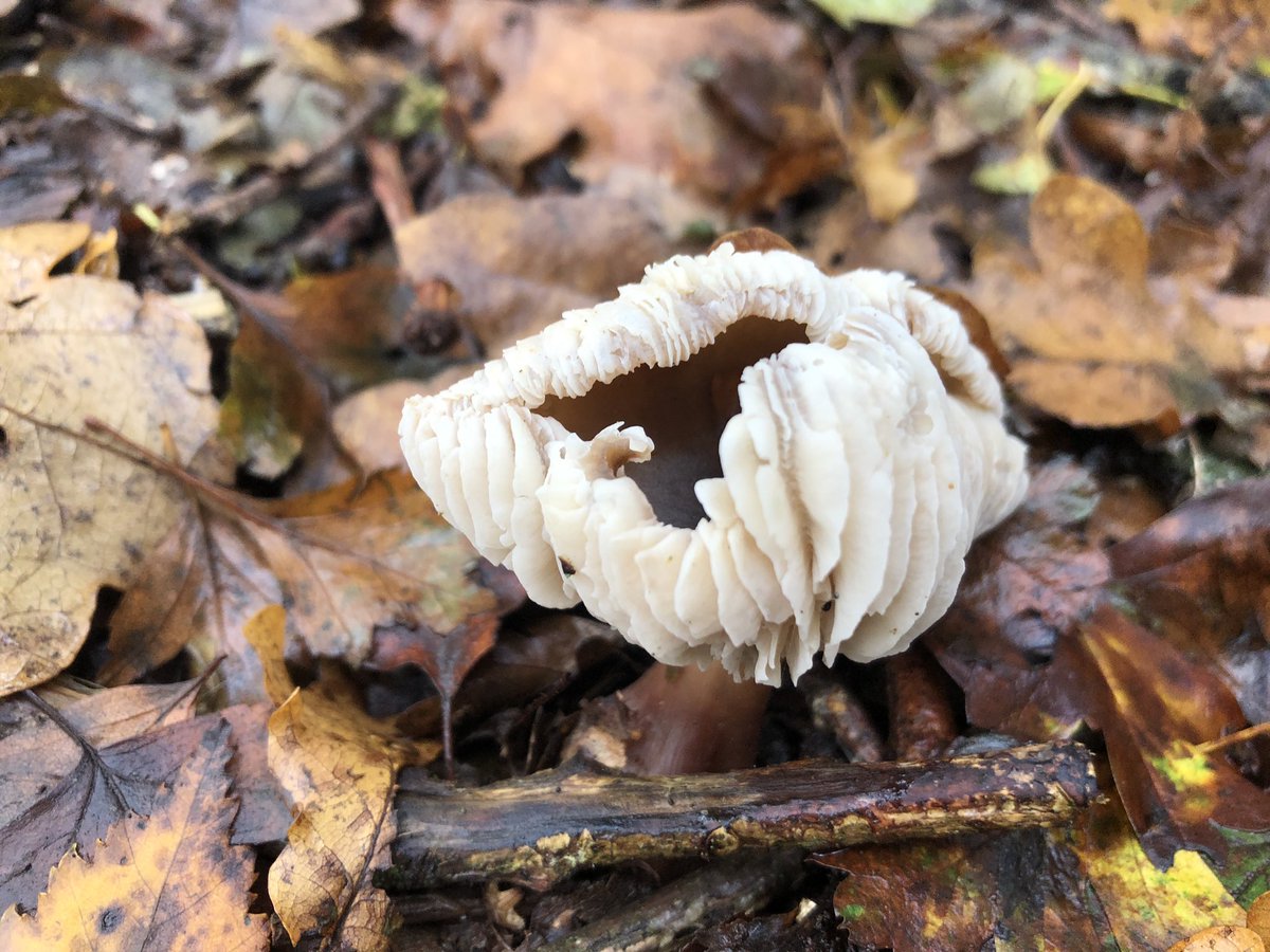 Three different types of fungi that caught my eye but couldn’t identify.  #fungusID