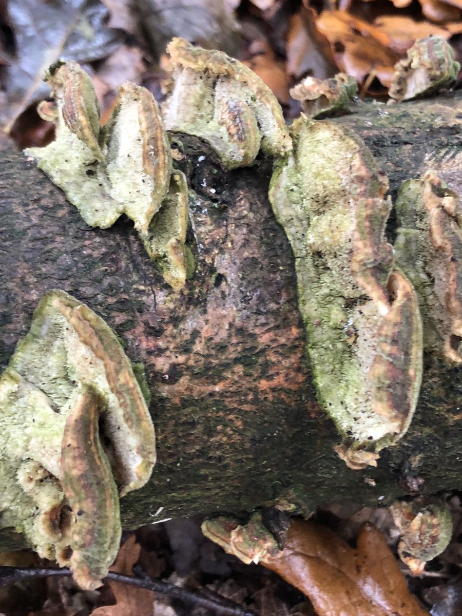 Three different types of fungi that caught my eye but couldn’t identify.  #fungusID