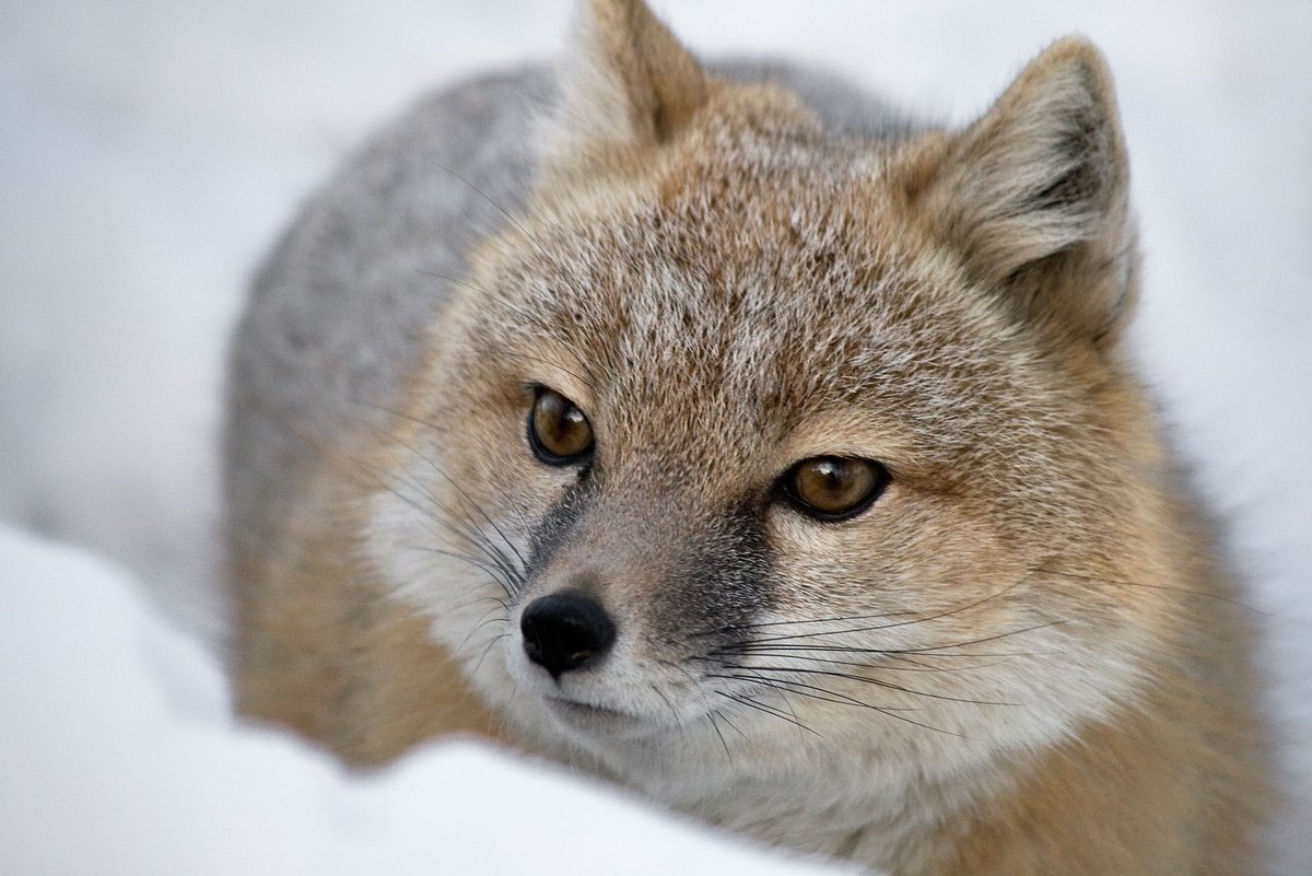 Swift fox. Cute as hell!
