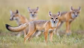 Swift fox. Cute as hell!