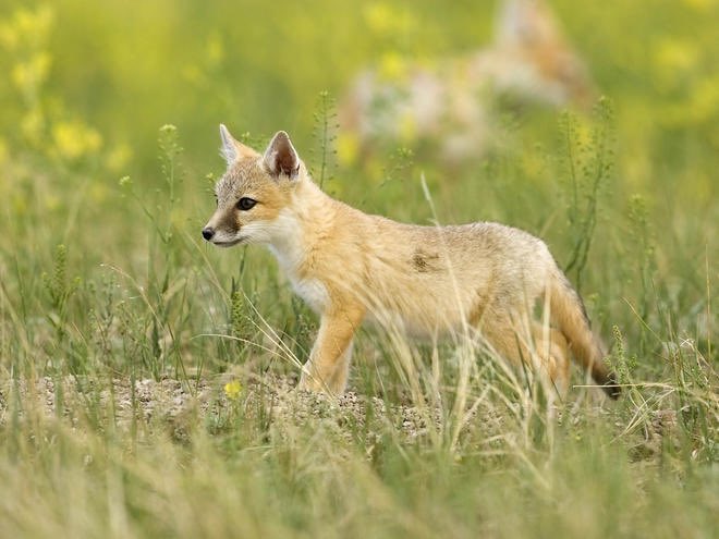 Swift fox. Cute as hell!