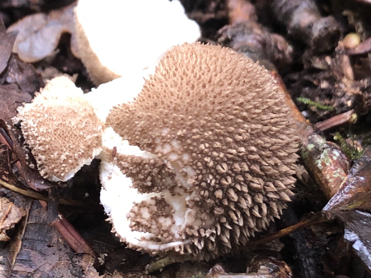 Broken but eye catching - matching it online, looks like a dusky puffball.