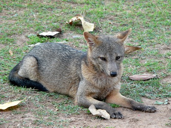 Crab eating fox. Def just a hyena that got lost. Apparently eats snakes which is a nonstarter.