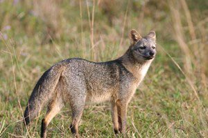 Crab eating fox. Def just a hyena that got lost. Apparently eats snakes which is a nonstarter.