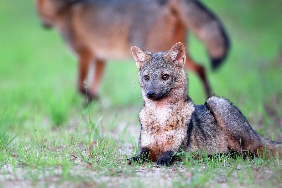 Crab eating fox. Def just a hyena that got lost. Apparently eats snakes which is a nonstarter.