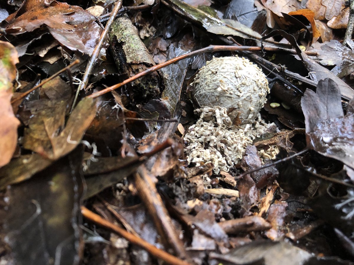 This other round fungi completely flummoxed me. Close up it’s like an ice planet - Europa? Anyone any ideas?