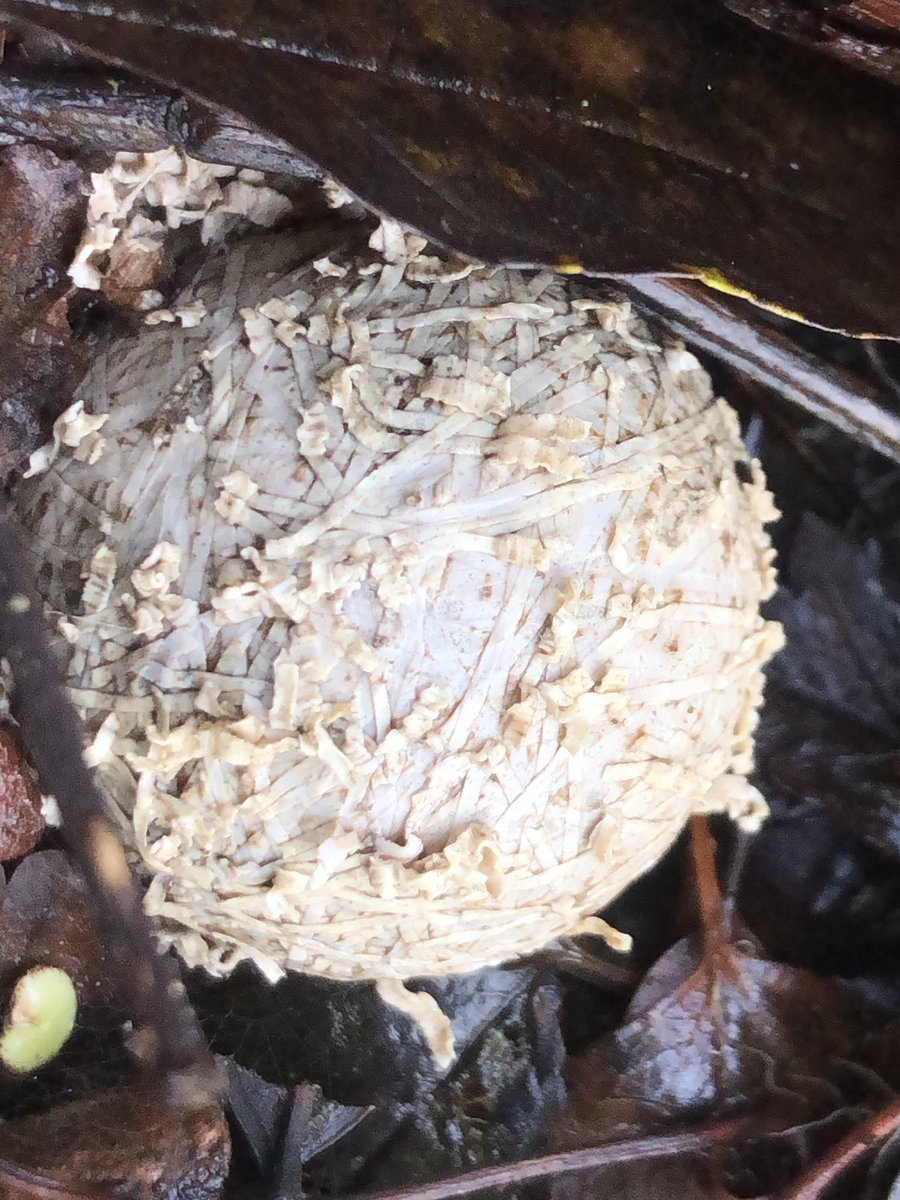 This other round fungi completely flummoxed me. Close up it’s like an ice planet - Europa? Anyone any ideas?