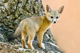 Kit fox is such a cutie. It’s like a deer fox?