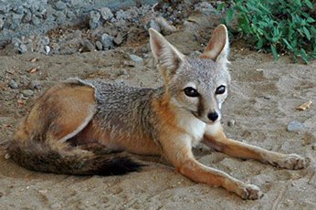 Kit fox is such a cutie. It’s like a deer fox?