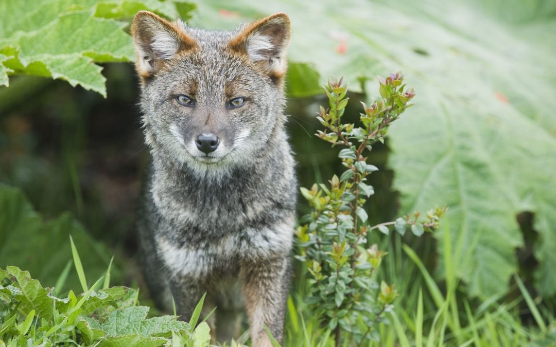 Darwin’s fox always has a stank look on its face. Smile! Geez.