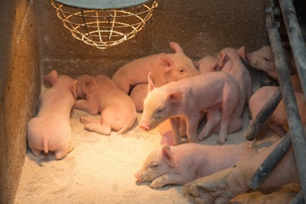 ElancoEurope's tweet photo. Promoting #Piglet gut heath requires a fully holistic approach to management, feed and heath. On 17 Nov specialist pig consultant, Dr Enric Marco will share in a webinar how husbandry and health interventions can improve #IntestinalIntegrity.
Sign up here: https://t.co/2OooRTKiRf https://t.co/OUmd567e1f
