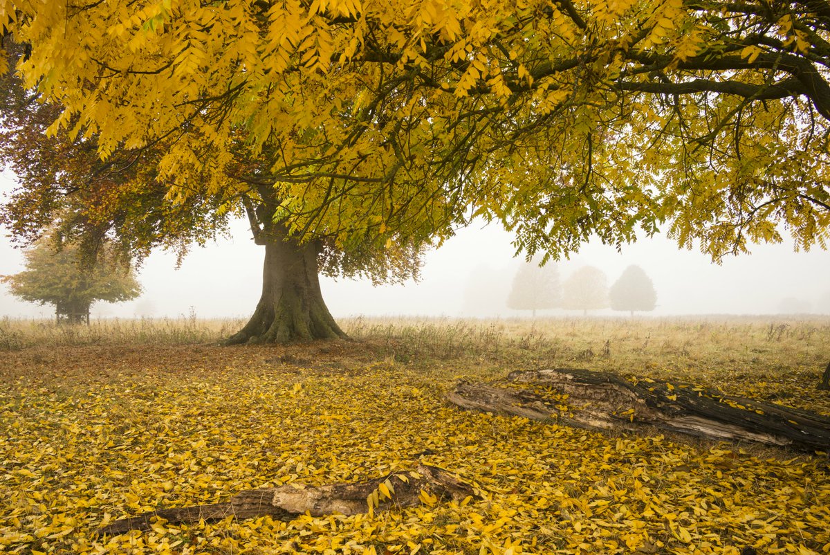 nationaltrust's tweet photo. Get up early to stretch the legs and you might find yourself relaxing in the peaceful stillness of a misty morning. 
#EveryoneNeedsNature https://t.co/91oznVcFO8