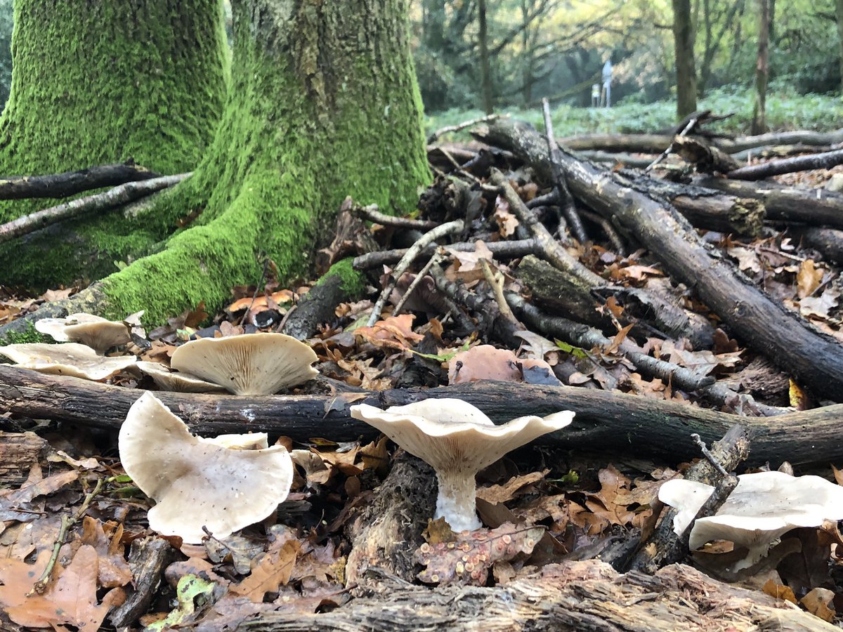 Tons of these cloudy citocybes around (also known as clouded agaric or cloud funnel). Some were the size of plates.