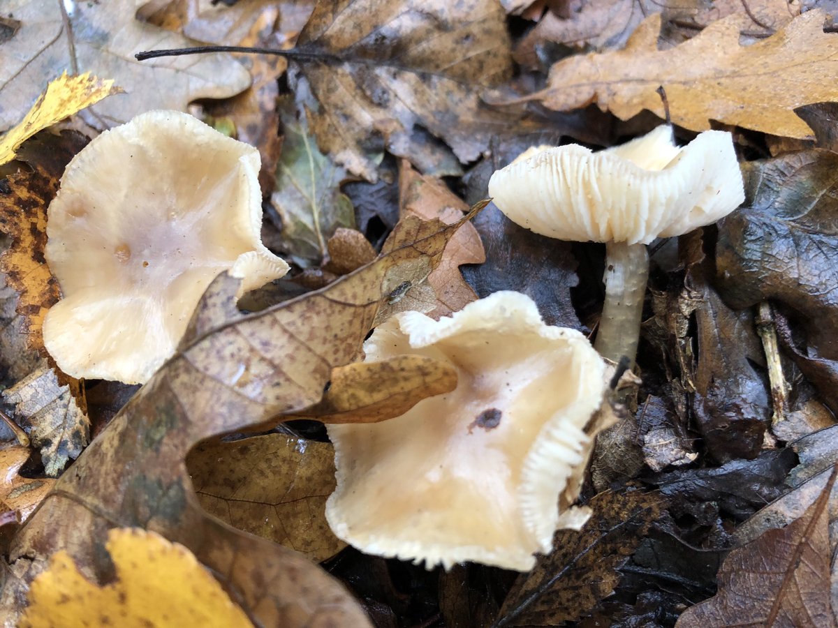 The rather fantastically named oak loving gymnopus.