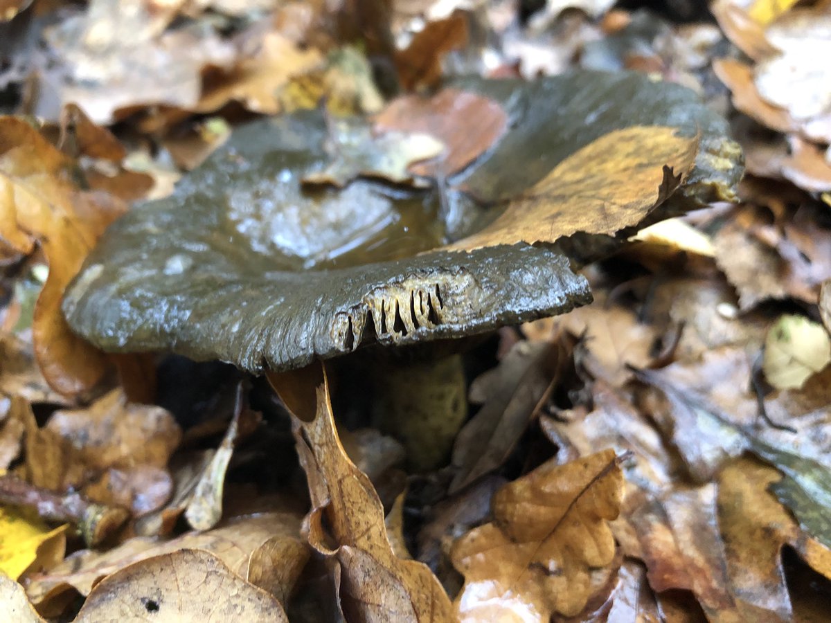 These fungi are all from one walk by the way...and they weren’t all pretty either. Thought how unattractive this one was and, after looking it up, discovered it was called an ugly milkcap...and now I feel kinda sad.