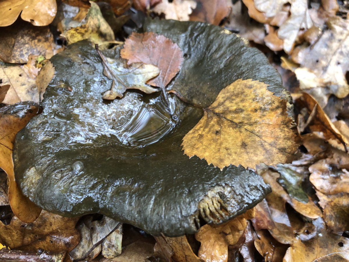 These fungi are all from one walk by the way...and they weren’t all pretty either. Thought how unattractive this one was and, after looking it up, discovered it was called an ugly milkcap...and now I feel kinda sad.