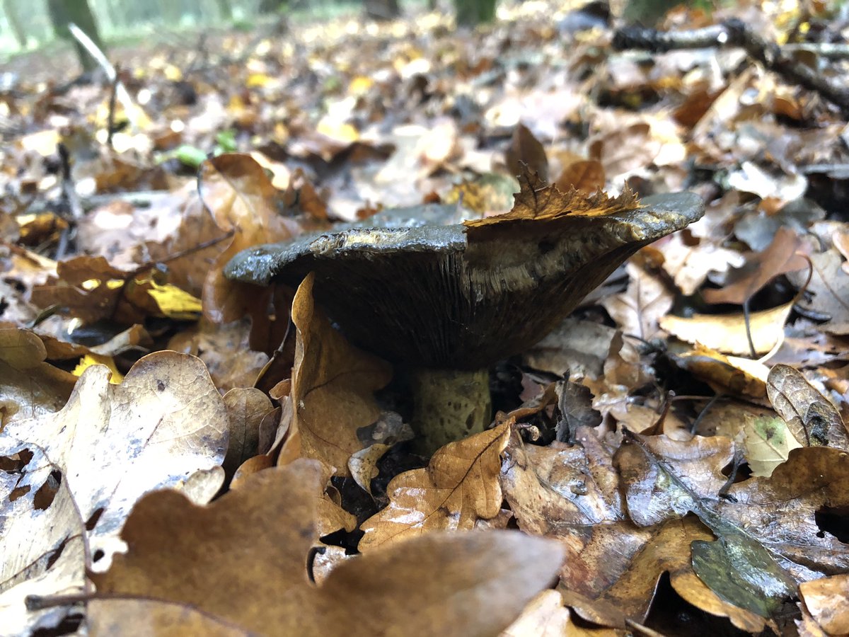 These fungi are all from one walk by the way...and they weren’t all pretty either. Thought how unattractive this one was and, after looking it up, discovered it was called an ugly milkcap...and now I feel kinda sad.