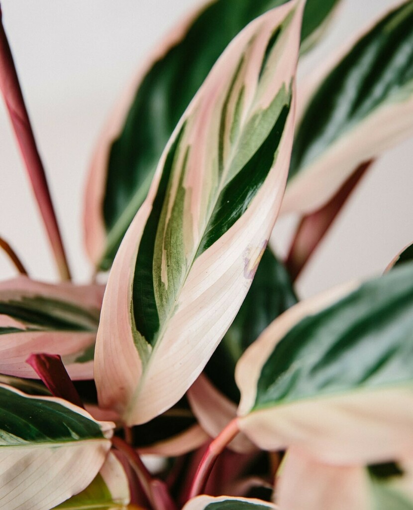 PlantDesignsLdn's tweet photo. The perfect plant doesn't exi-
.
.
.
.
.
.
.
.
#plantdesigns #plantsofinstagram #plantphotography #naturephotography #macro #justgoshoot #greenfeed #botanicalpickmeup #calathea #londonplants https://t.co/JWr3xAXxaj https://t.co/RB8j2Bxfpw