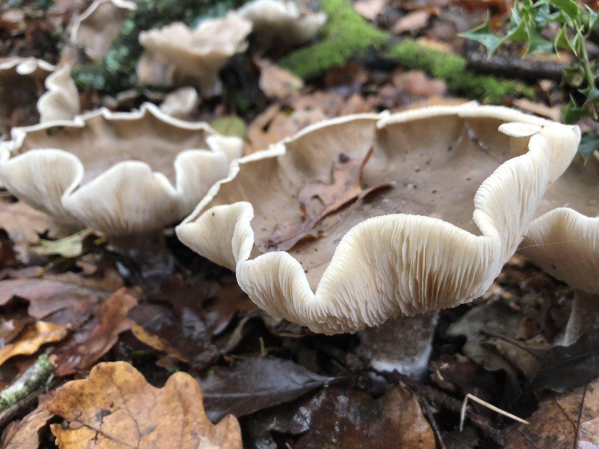 Few more random fungi plus a ruffle lichen.