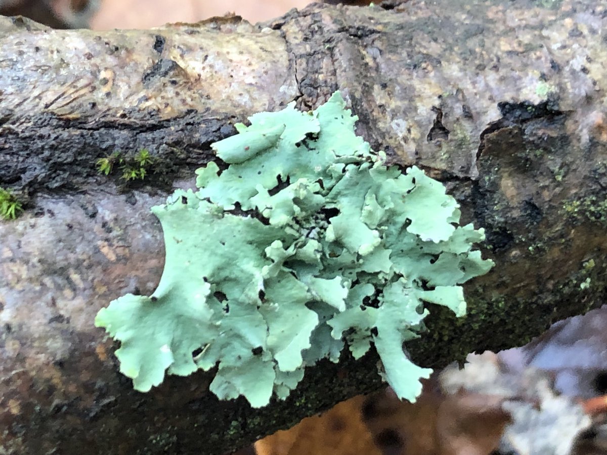 Few more random fungi plus a ruffle lichen.
