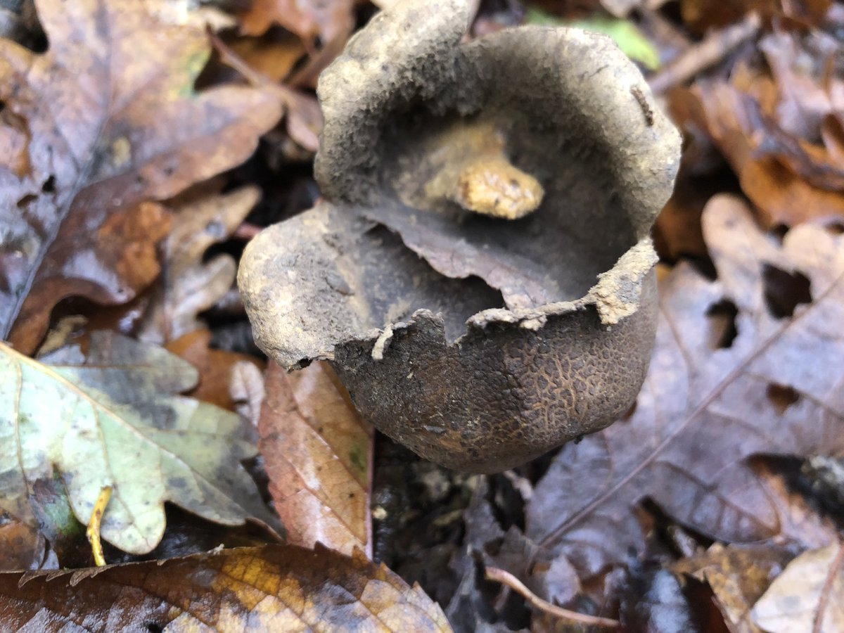 Almost trod on this but it caught my eye. Thought it might be an alien seed pod at first but no... it’s a cup fungus and it’s called...devil’s urn (!) 
