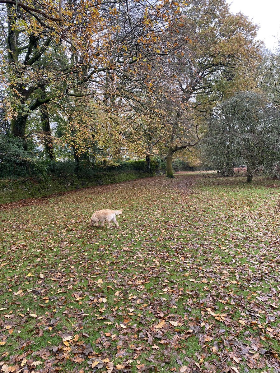 MoveAheadGlobal's tweet photo. I agree @Tetisheri13 Being out in nature is fuel for body, mind and soul. And a bouncy happy Labradoodle in tow adds to the joy! https://t.co/iJWGmBkJ1K