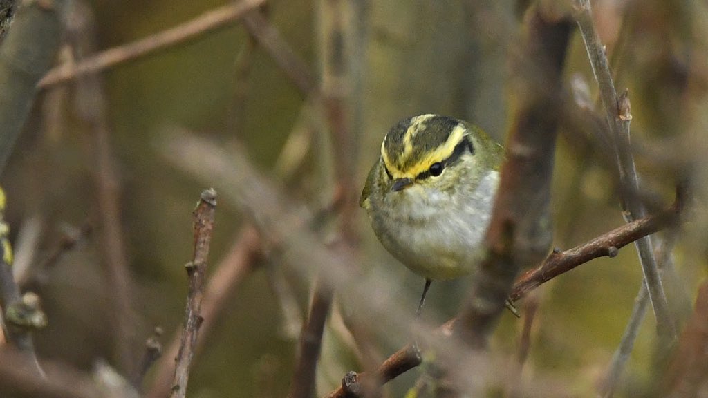 Pallas’s Warbler, RSPB Minsmere, Suffolk.