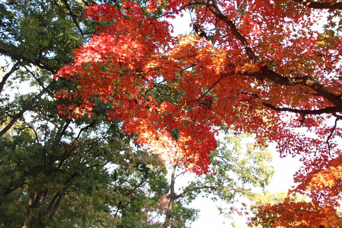 公式 日田市 萩尾公園に紅葉を撮りに行きました 三隈高校2年で日田 市役所でインターンシップをしています 今日は萩尾公園に紅葉を撮りに行きました とても紅葉がきれいでした 光に透けて鮮やかな紅葉でした 是非皆さんも足を運んでください