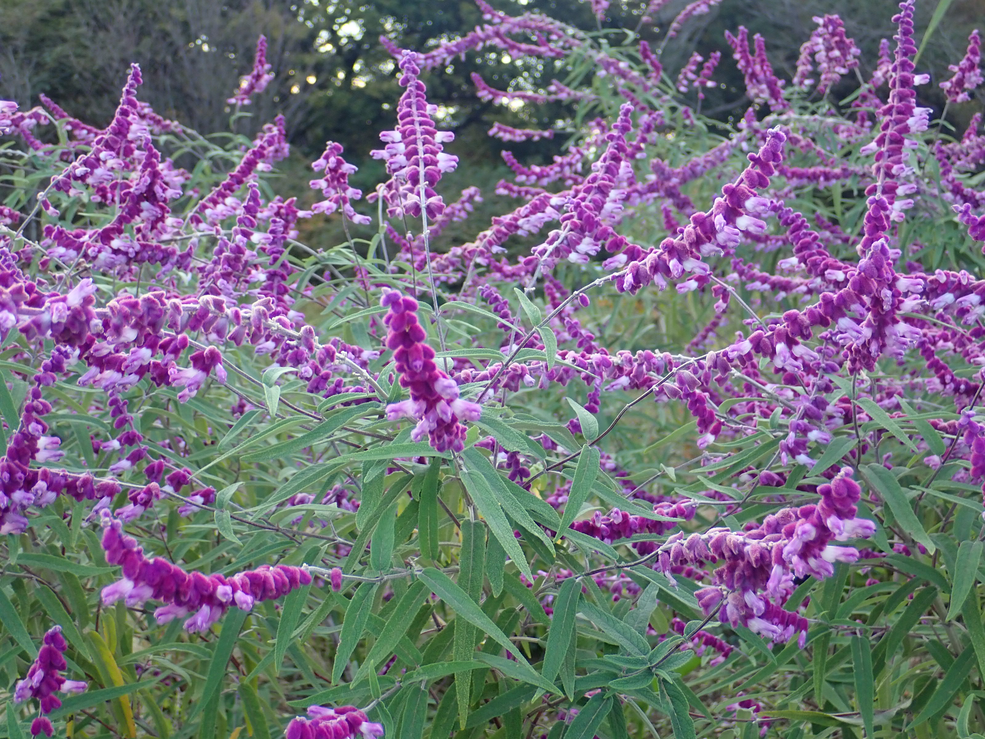 神代植物公園 ニュース スタッフより 園芸係 宿根草園のサルビア レウカンサが見ごろです サルビア レウカンサは メキシコ 熱帯アメリカ原産のシソ科の多年草 アメジストセージ メキシカンブッシュ セージとも呼ばれます 花は紫色でビロード状