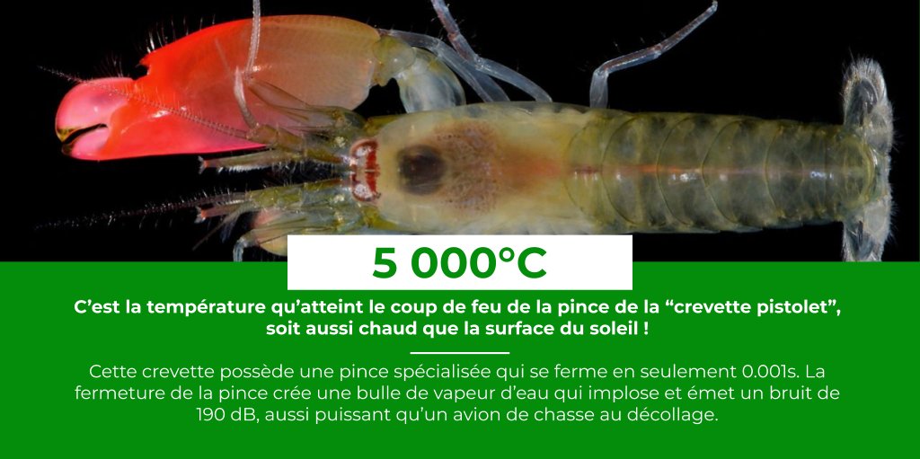 [ LE SAVIEZ-VOUS ? #18 ] 
🦐La crevette pistolet est un animal incroyable capable de fermer sa pince 150 fois plus rapidement qu'un battement de cil. 
En conséquence, elle crée une onde de choc destructive capable de tuer de petits poissons.

#océan #arme #nature #physique