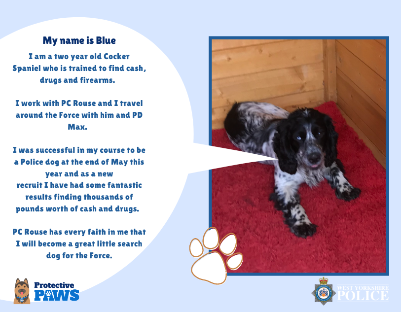 protectivepaws's tweet photo. Hi, I'm PD Blue and I use my sensitive nose to sniff out illegal drugs, firearms and cash. I work PC Rouse and my canine pal, PD Max (who is scarier than me!). I love my job and am very happy to be part of the canine crew.#Protectivepaws #dogs #policedogs #westyorkshirepolice https://t.co/yj9xmjk8Ch