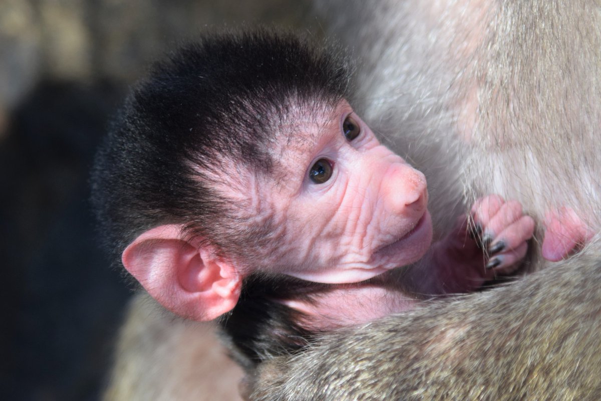 愛媛県立とべ動物園 公式 على تويتر 魅力たっぷりな マントヒヒの赤ちゃん の詰め合わせをどうぞ とべ動物園 モンキータウン マントヒヒ メカ スアルジュ