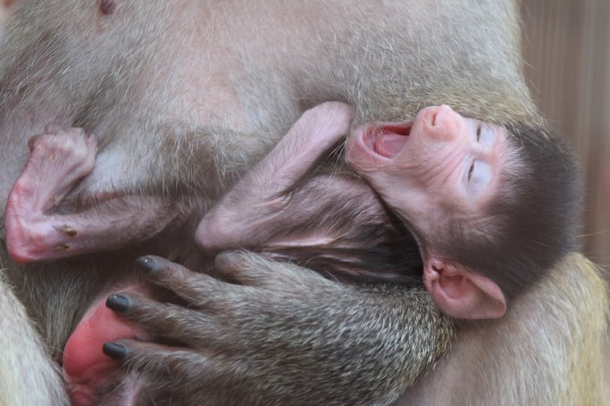 マントヒヒのtwitterイラスト検索結果