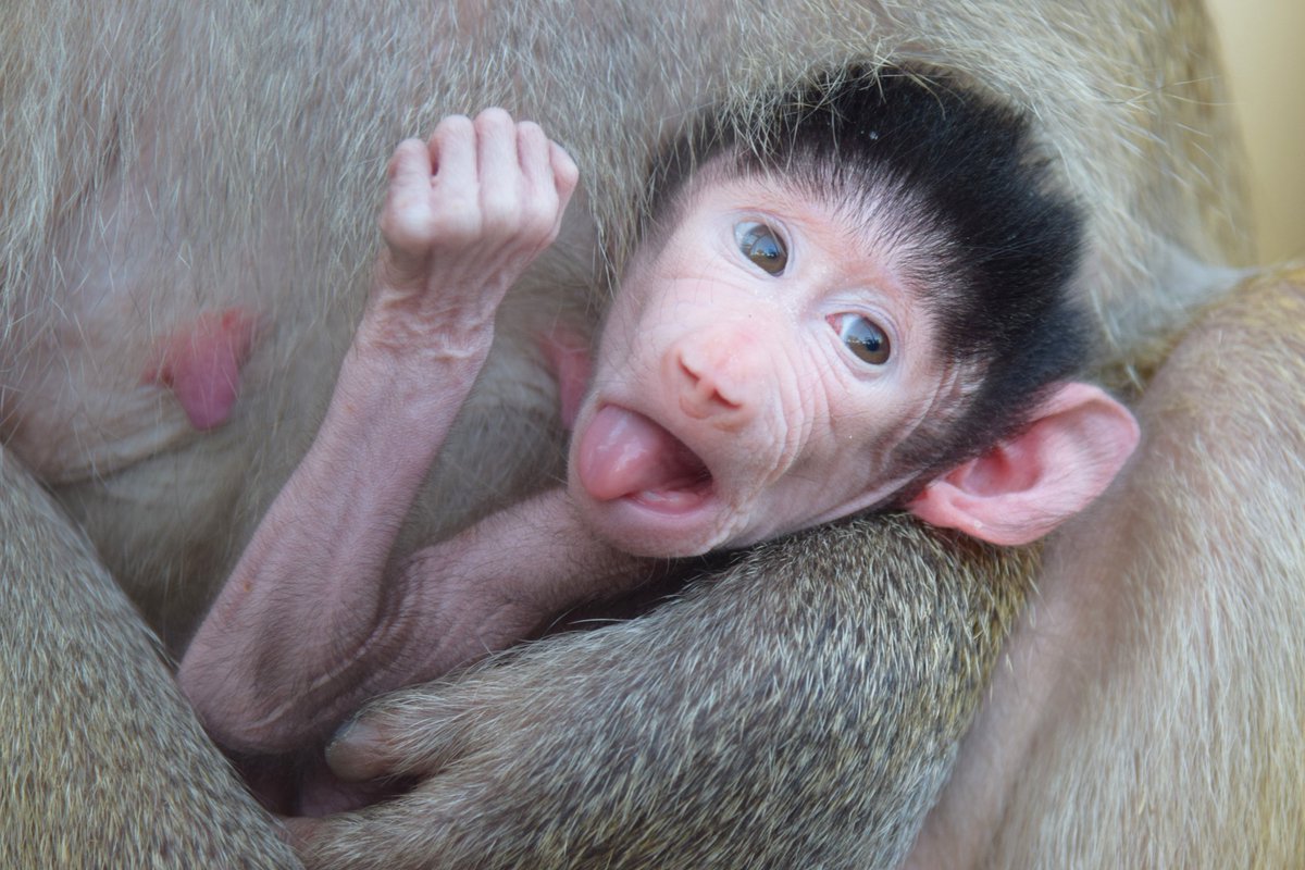 愛媛県立とべ動物園 公式 على تويتر 魅力たっぷりな マントヒヒの赤ちゃん の詰め合わせをどうぞ とべ動物園 モンキータウン マントヒヒ メカ スアルジュ