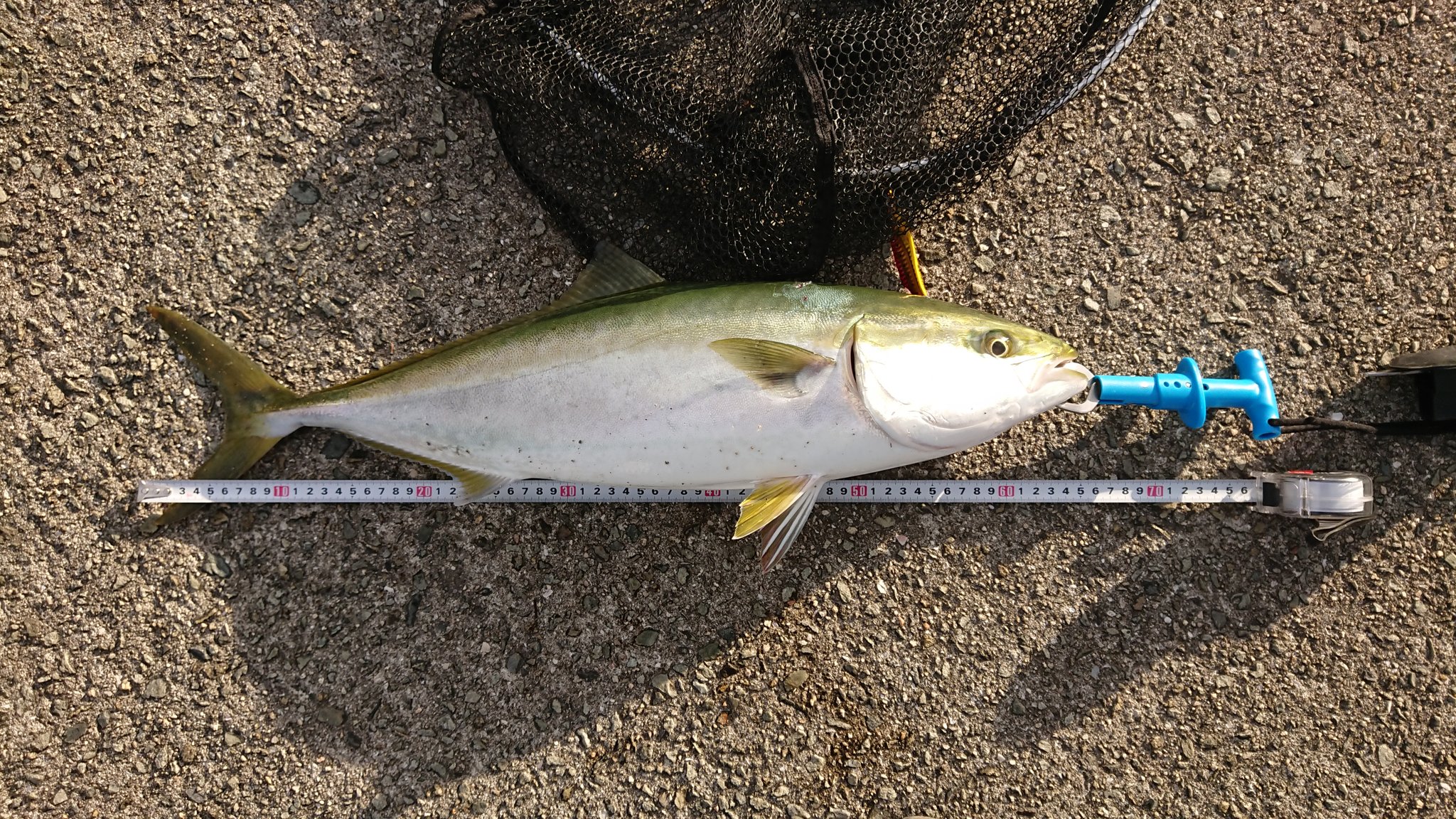 しげぞぉ やっとこメジロ釣れました サヨリ釣りにいくも 強風 ルアーに切り替えて メタルバイブ投げてると掛かるもフック伸ばされ折られ 再度投げてるとナブラ湧いて運良くゲット シーバスロッドで青物しんどいのがよくわかりました T Co
