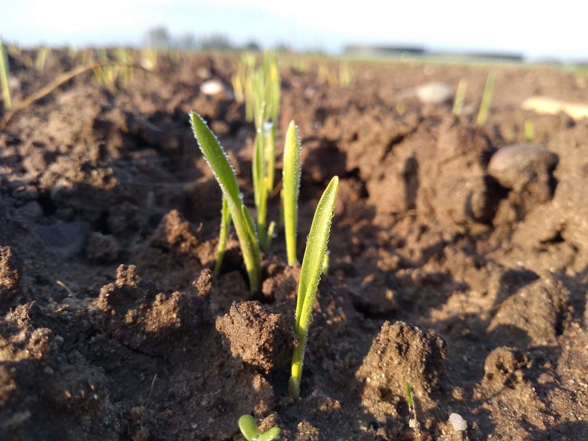 Dr Grace Milburn tweet media