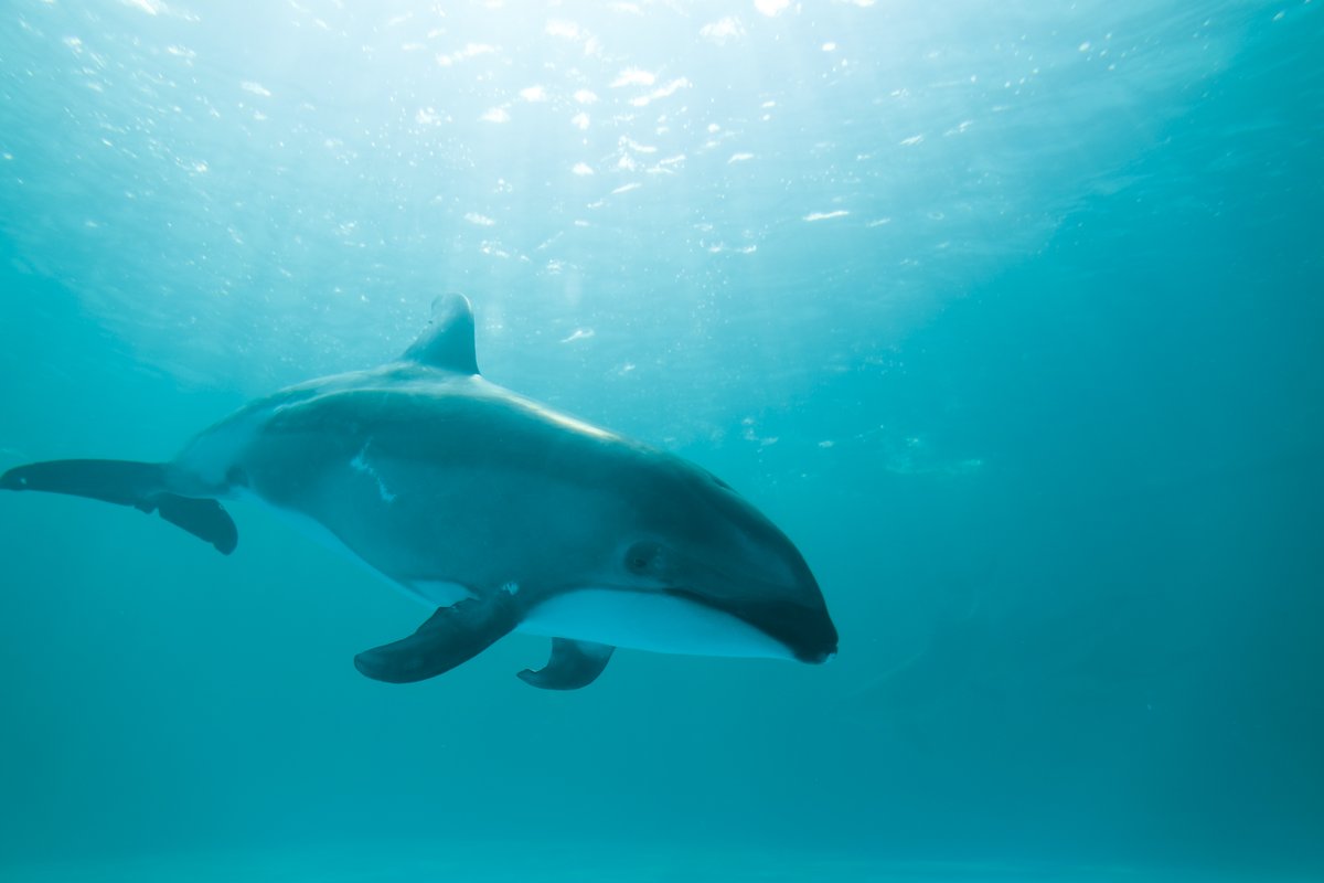 鴨川シーワールド 公式 海の中のおしゃべり シャチやイルカの仲間たち プールのガラス面に近づくと結構にぎやかな鳴き声が聞こます キューキュー ピヨピヨ おしゃべりをこっそり聞いてみましょう T Co 40tbd5czc8 鴨川シーワールド 公式 海の中のおしゃべり シャチやイルカの仲間たち プールのガラス面に近づくと結構にぎやかな鳴き声が聞こます キューキュー ピヨピヨ おしゃべりをこっそり聞いてみましょう T Co 40tbd5czc8