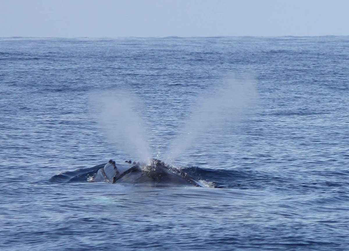 MillsCharters's tweet image. Because all great whales (also known as Baleen whales) have two blow holes, both Humpback whales and southern right whales in particular have a very distinct V-shaped blow. 

This is a large maternal humpback pictured Sunday morning 8/11/2020 🐋