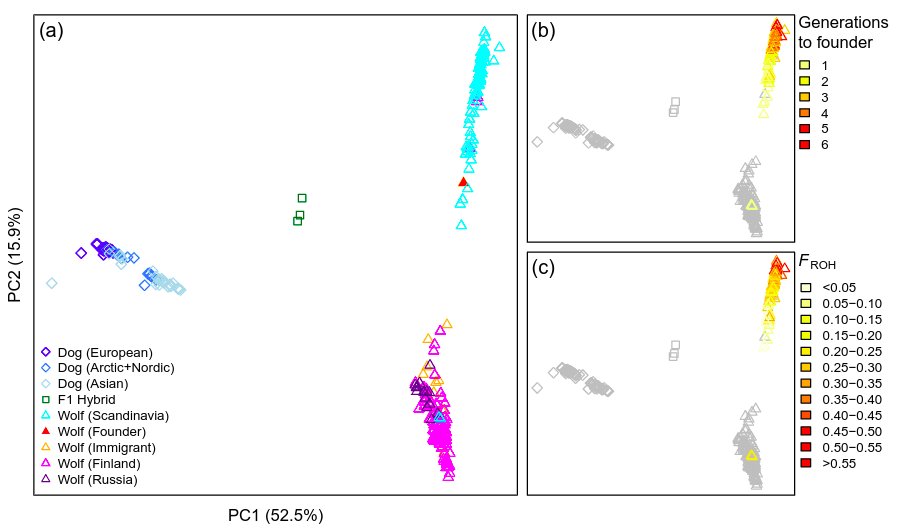 By looking at WGS data from >200 Scandinavian, Finnish and Russian Karelian wolves, >100 dogs and 3 known wolf-dog hybrids, we show that there are no genomewide traces of dog ancestry in our wolves. Scandinavian wolves are well separated from Finnish/Russian wolves in a PCA...