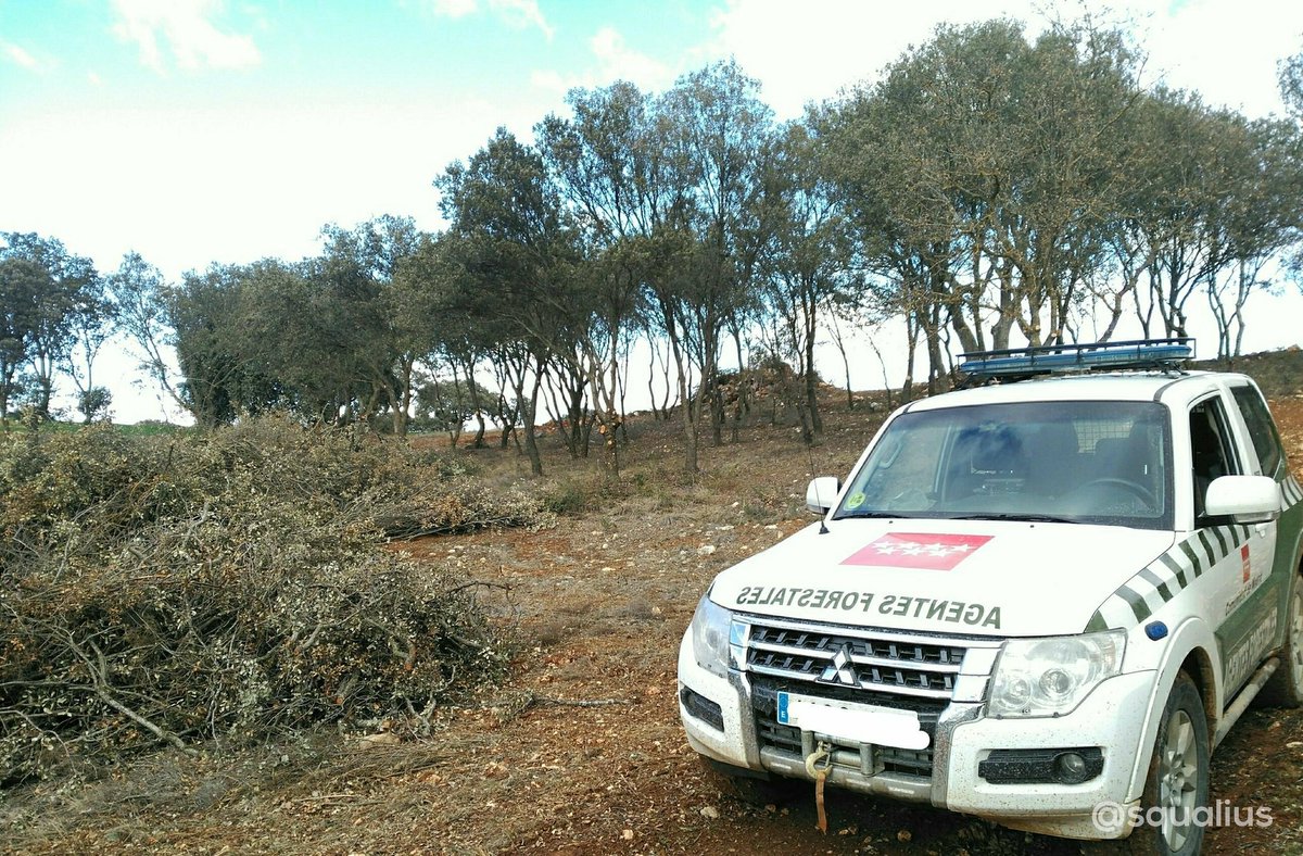 squalius's tweet photo. ℹ️ #InfoForestal #Madrid
Periodo hábil de podas, limpias y aclareos de encinas🌳🌳🌳 en montes particulares:
☑️ 1-NOV a 1-ABR
☑️ Siempre con autorización
📌 Tramitación solicitud:
https://t.co/Hwqq6NUpEo
#AgentesForestalesCM🚔
☎️900181628
☎️112 https://t.co/admWZldaqG