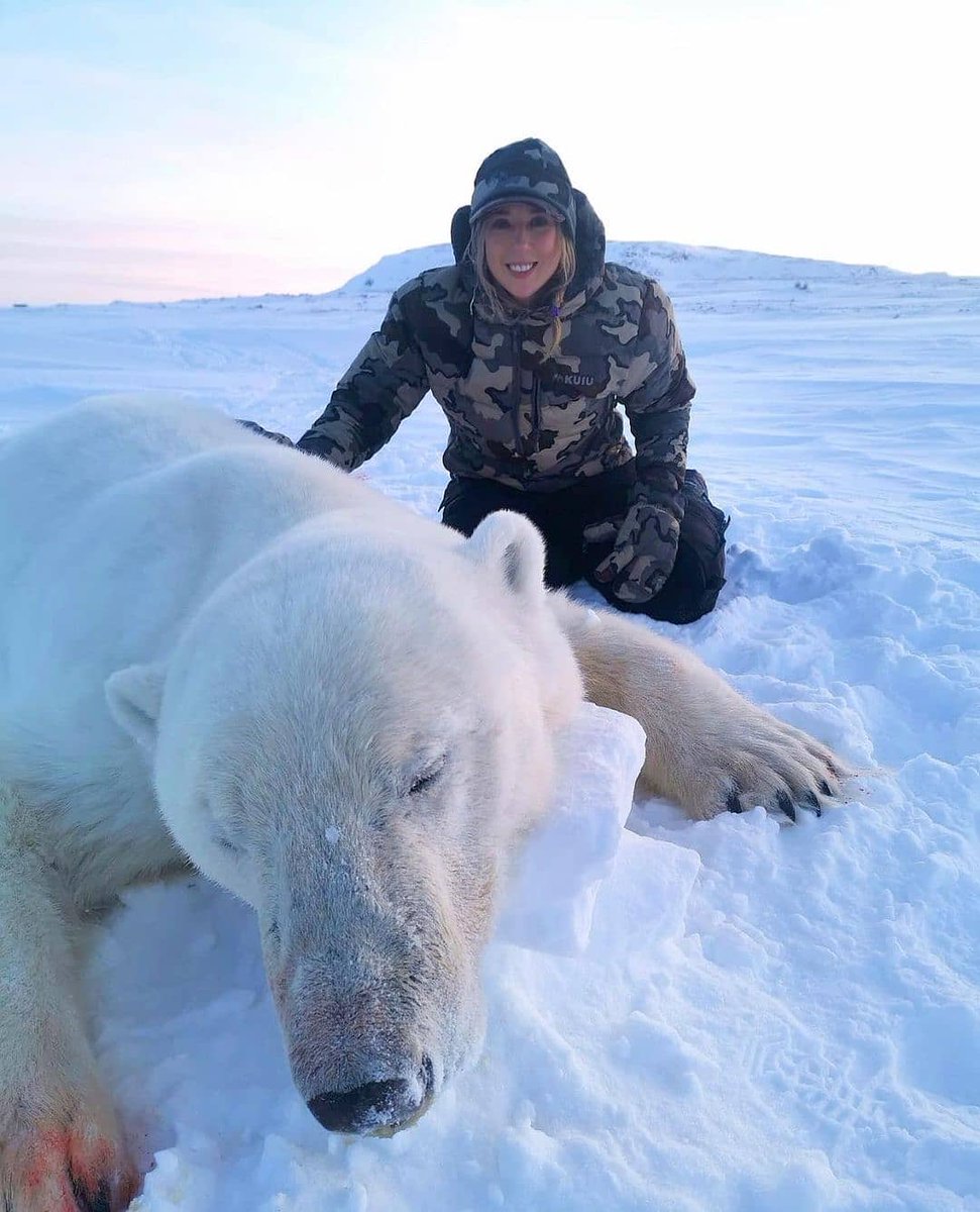 Huntinglover0's tweet photo. NOTE: POLAR #BEARS ARE ABUNDANT IN THIS AREA. When the opportunity arose to harvest a polar bear, I was unsure about it at fi🏹🐨😍

#huting #huntinglife #wildlife #maidengate #GOPElectionBoycott #georgeanddreamwakeup https://t.co/yidrIR7WcJ