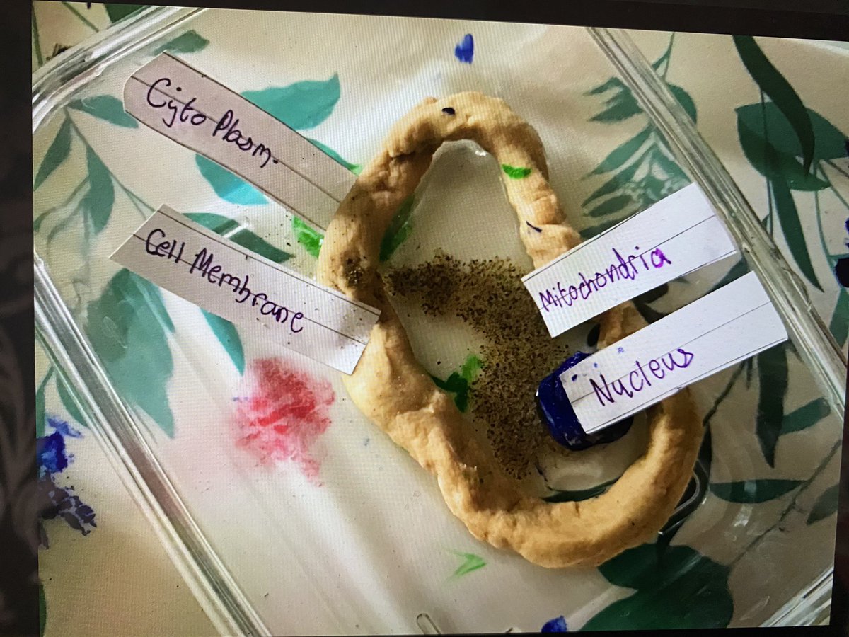 sneh_wadhwaney's tweet photo. A terrific learning experience to watch the Yr 7 science lesson today. Students made a plant cell using dough and labelled it with flashcards! Now, this is teaching for stickability! #collaboration #learningformastery #stickability #HQTL #learningonline #engagement @TBS_Delhi https://t.co/mGNvbkgjyw