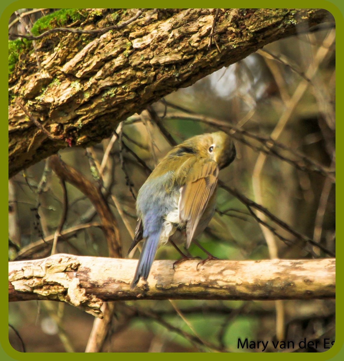 maryvanderes's tweet photo. Je zou de weg maar kwijt zijn...

Ik wens iedereen een mooie dag toe.

Een #Dwaalgast die in #Nederland is waargenomen is o.a. de  zeer zeldzame #Blauwstaart  #Tarsiger_cyanurus  #Red_flanked_Bluetai 

@vogelnieuws @Sovon @volgdenatuur @natuuronline https://t.co/hgbX6X9WJ9
