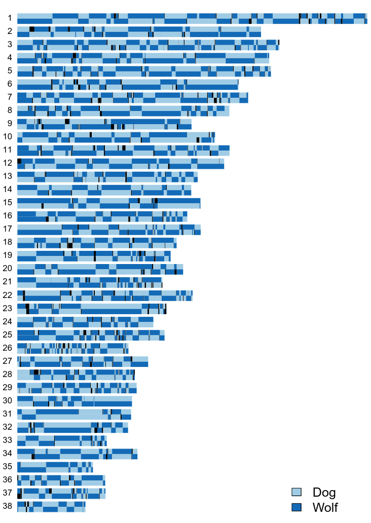An attempt to look for local ancestry along the chromosomes, first using the hybrids, showed that statistical phasing is highly problematic! (The mosaic appearance of the 50/50 hybrid below are caused by switch errors from the phasing). Overall, our wolves had less than 1% dog...