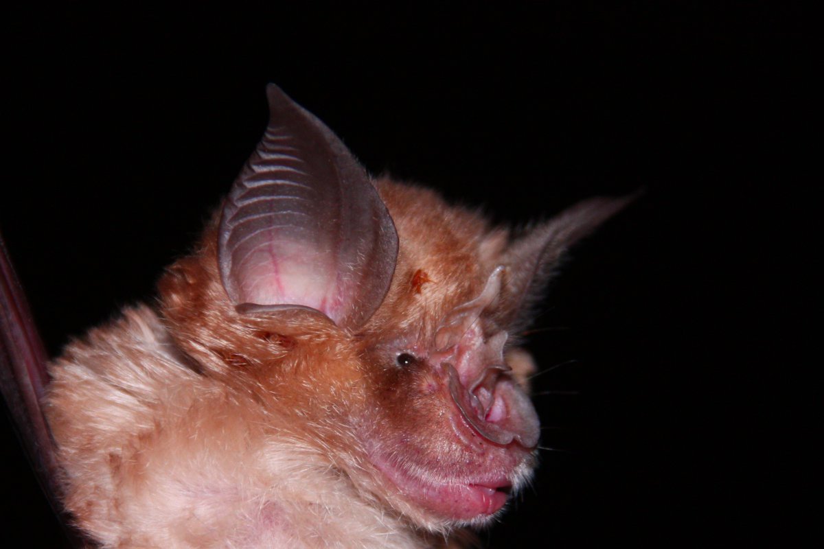 Horseshoe bats and other constant-frequency echolocators are famous for using Doppler shift compensation to keep returning echoes within a narrow band of frequencies in which their hearing is optimal (an acoustic fovea).
