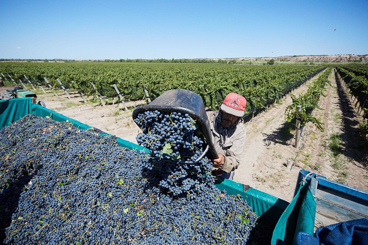 LNcampo's tweet image. Mendoza: buscan 10.000 trabajadores pero solo se anotó la mitad dlvr.it/RlNdm6