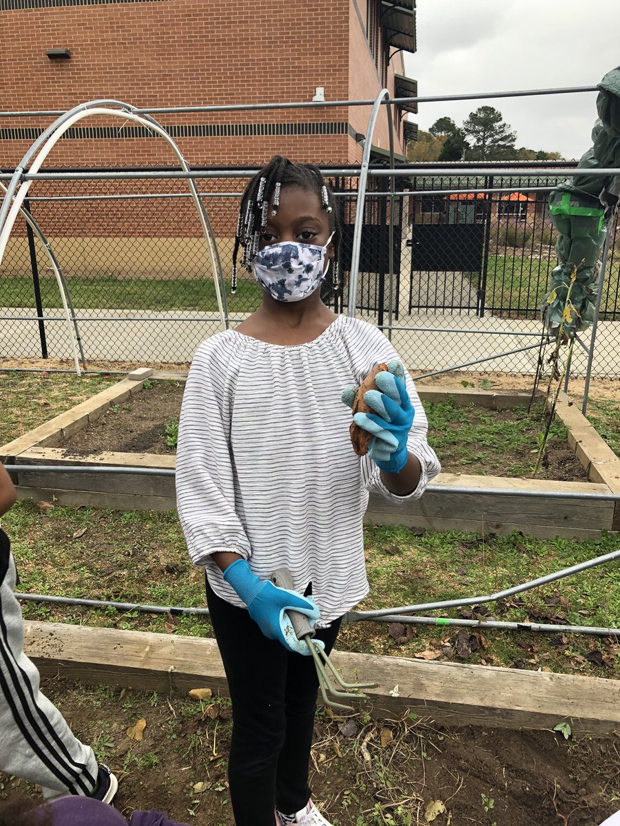 Harvesting and washing sweet potatoes just in time for Thanksgiving!  Thankful to our beloved custodian, Eva Rivera, who planted these during her breaks at the start of the pandemic! Our bounty will donated to those in need.@LHESPrincipal @msjacksonenviro <a href="/LJWood_LHECMES/">Laura Wood</a> <a href="/LHECMES/">Lincoln HeightsECMES</a>